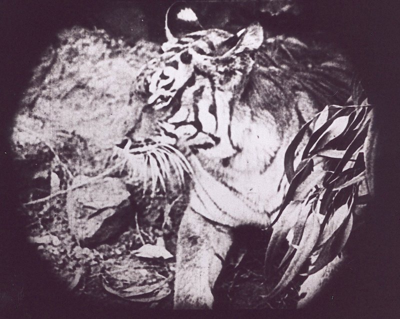 IMAGES_OF_THE_ORIENT_VANDAL_TOURISM_2